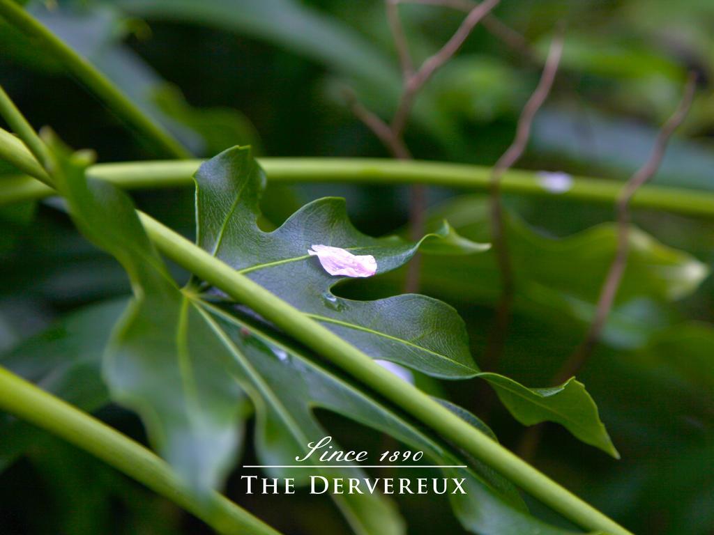 The Devereux Boutique Hotel Auckland Ngoại thất bức ảnh
